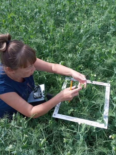 Россельхозцентр дал прогноз распространения в Самарском регионе вредителей, болезней и сорняков
