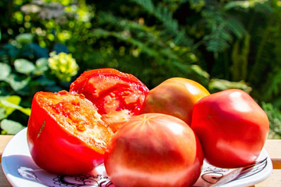 В Роскачестве рассказали о пользе томатов для школьников