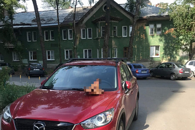 В Самаре неизвестные оставляют на капотах машин свиные головы