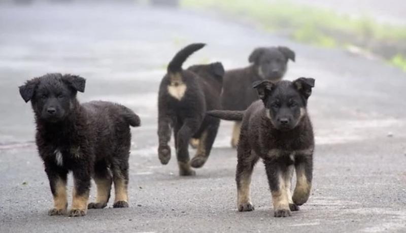 В России предложили штрафовать за безответственное обращение с собаками