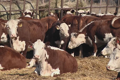  Журналистам показали образцово-показательный кооператив региона