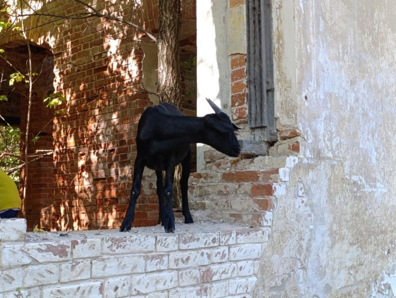 В Самарской области животноводу запретили держать коз и овец