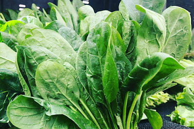 Эксперты: шпинат помогает здоровью и науке