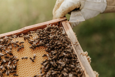 В России зафиксировали очаг массовой гибели пчёл