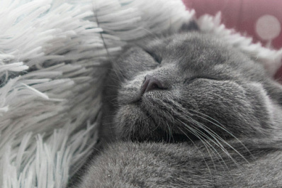 В ПФО "котенок-строитель" нашел новый дом