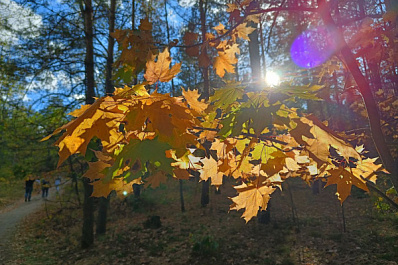 В Октябрьском парке Горького высаживают деревья