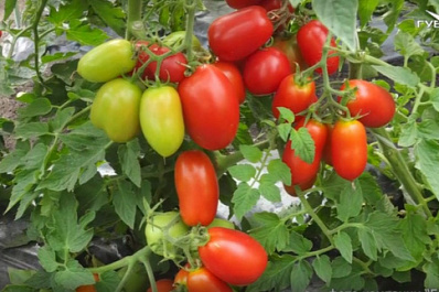 Как выбрать сорта томатов для консервирования