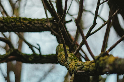 Самарцам помогли избавиться от опасных веток при содействии системы "Инцидент Менеджмент"