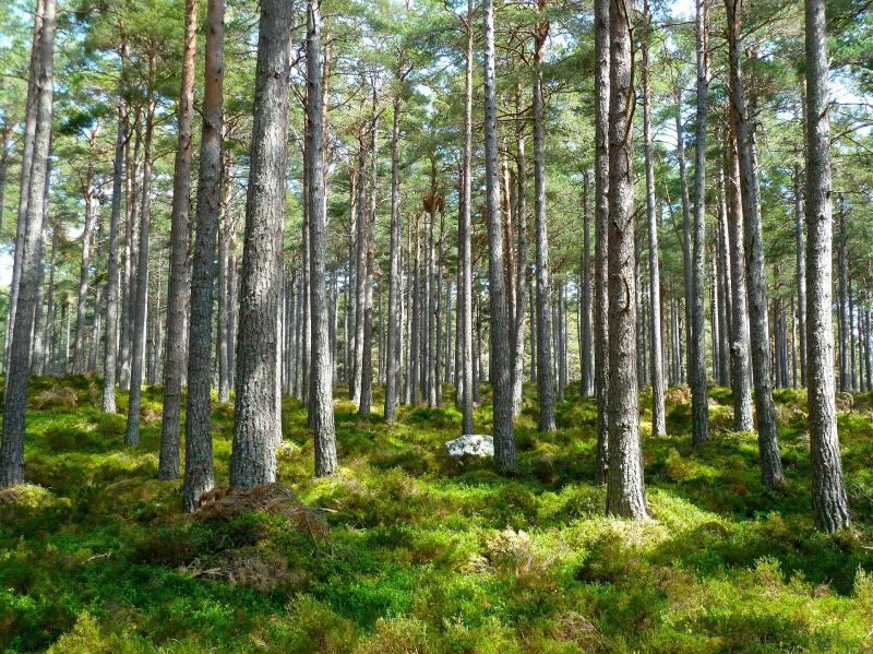 В Самарской области ввели запрет на посещение лесов до 13 августа 2021 года