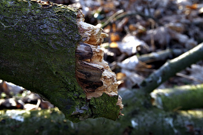 В Самаре надломленное дерево пугает местных жителей 