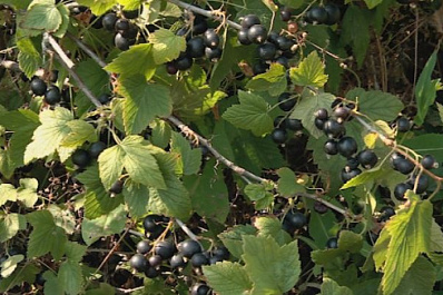 В Самарской области собрали тысячи килограммов "чёрного жемчуга"