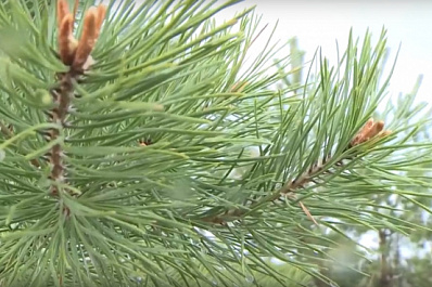В Тольятти сотрудники промышленного предприятия помогают восстанавливать сгоревший лес