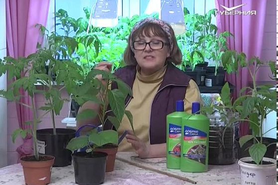 Дачные советы 17.04.2015 