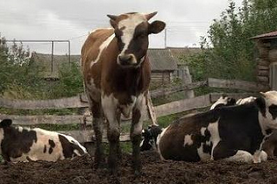 Предприниматели из Шенталинского района получили грант на развитие молочной фермы