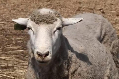 Баран из хозяйства Самарской области занял первое место на всероссийской выставке племенных овец и коз