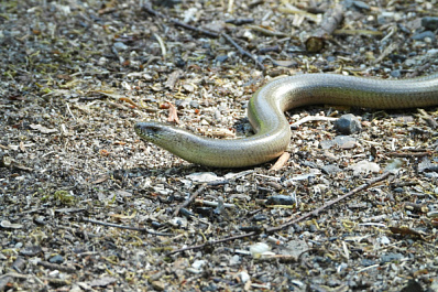 На Урале выросло число отравлений от змеиных укусов