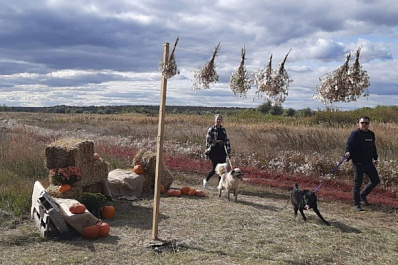В Самарской области в реабилитационном центре для собак прошел осенний праздник