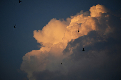 В Самару из Сибири приедет поезд с опоздавшими стрижами