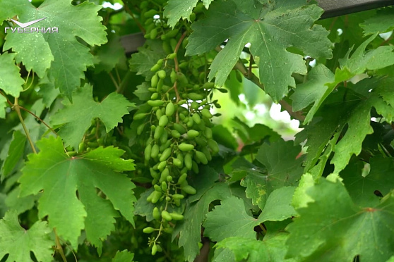 Обрабатываем виноградник от болезней. Дачные сезоны