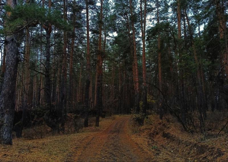 Завершен весенний посев сосны в Клявлинском районе