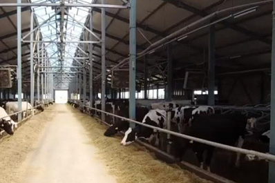 На ферме в Ставропольском районе заработал новый коровник с животными из Голландии