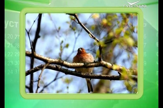 Календарь губернии 22.03.2016