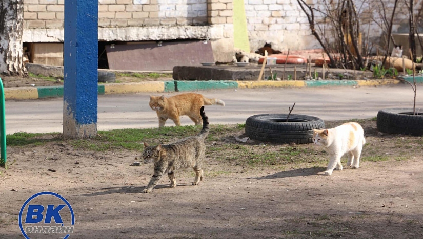 17 апреля в истории и архиве "ВК"