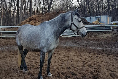 В Самаре пропала кормящая мама жеребенка