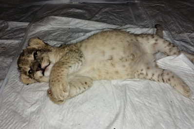 Львица Самара родила четырех малышей в уфимском зоопарке