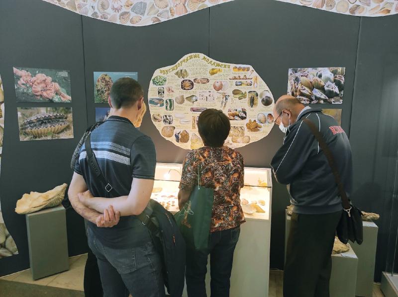 "Жизнь в раковине": в музее имени Алабина открылась выставка моллюсков