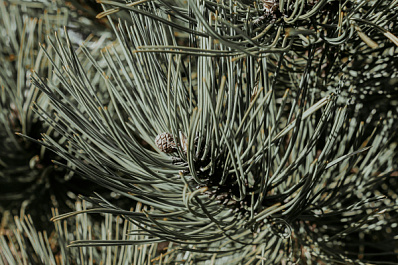 В Самарской области очищают леса от пострадавших в пожарах деревьев