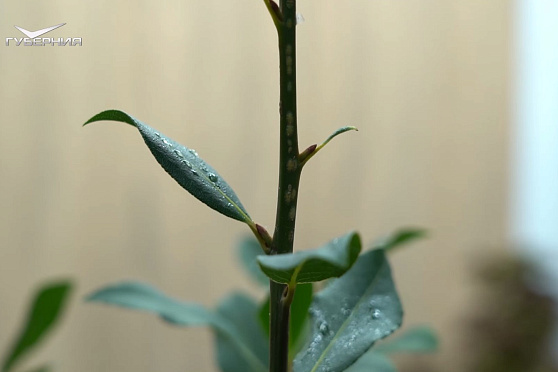 Пересаживаем лавр и пикируем дихондру. Дачные сезоны