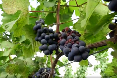 В Ставропольском районе выращивают винные сорта винограда
