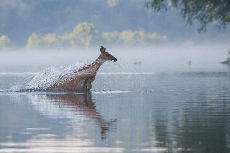 Не могла выбраться из воды: на тольяттинской набережной спасли косулю