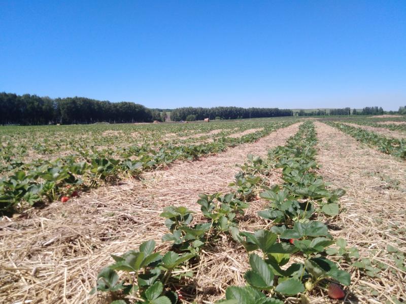 ООО "Садовод" расширяет ассортимент плодовых культур