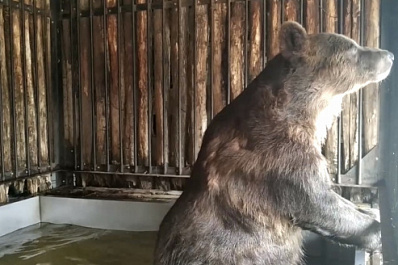 В Самарском зоопарке показали, как купается медведь   