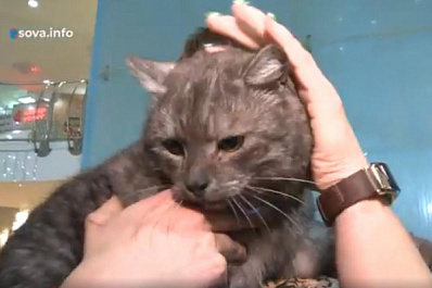 В Тольятти на выставке 20 кошек из приюта нашли новых хозяев