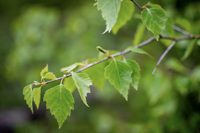 В России создали прививку от аллергии на березовую пыльцу