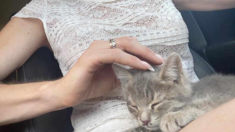 В Самаре девушка спасла котенка, которого на полном ходу выбросили из машины