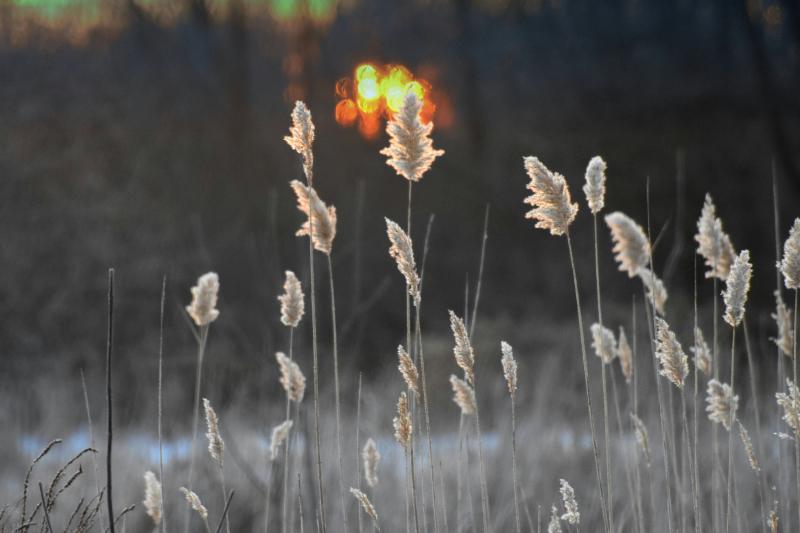 В Самарской области на прошлой неделе 220 раз горела сухая трава