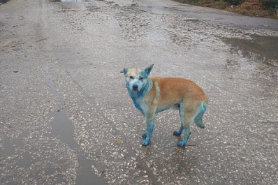 В Тольятти обнаружили собак-аватаров