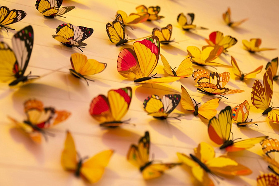 День бабочки. Утро Губернии