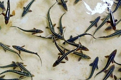 На Самарской Луке будут выпускать на волю молодых особей стерляди