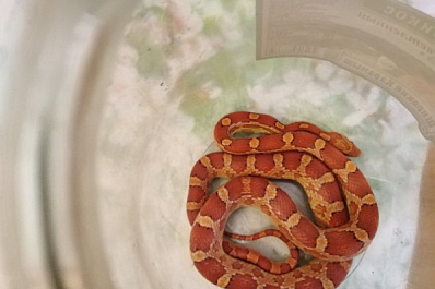  К жительнице Тольятти в квартиру заползла метровая змея