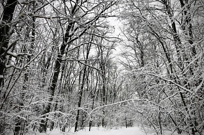 В Самарской области 25 декабря ожидается сильный снегопад