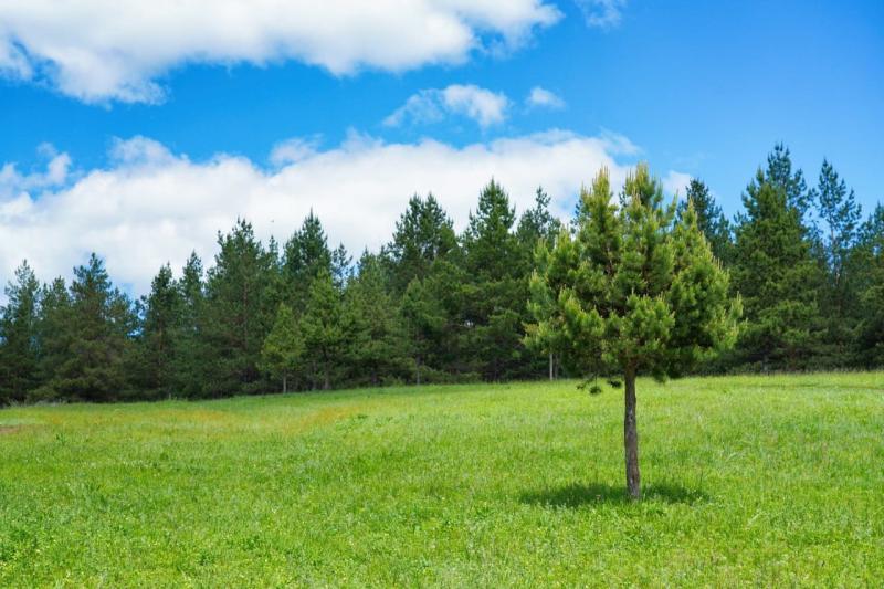 Природа под присмотром: в Самарской области увеличили сеть видеонаблюдения за лесами до 55 камер