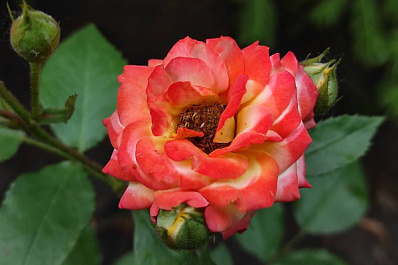 Эксперт по домоводству Жукова объяснила, как защитить комнатные цветы от плесени