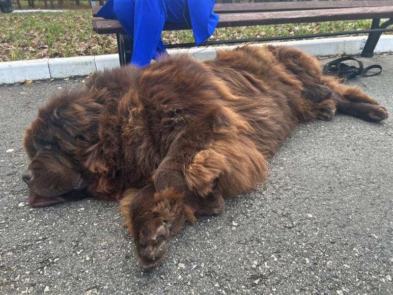 "Военные были в легком шоке": в Самаре психологи с помощью собак-терапевтов социализируют участников СВО
