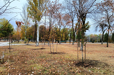 В Самаре 20 октября высадили "Отцовскую аллею"