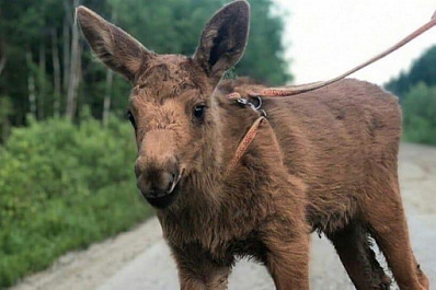 Волонтеры Томска выхаживают лосенка